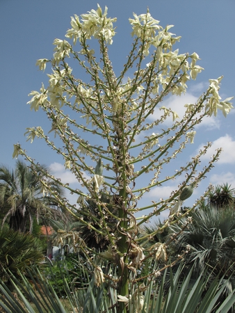Y.rostrata, qques fruits de plus, 2012.jpg