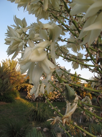 Y.rostrata, 1°fruit 2012.jpg