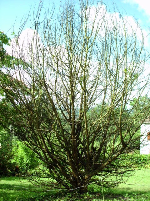 HPIM0889.JPG