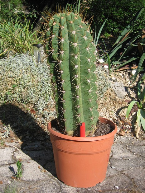 trichocereus pasacana (2) [640x620].JPG