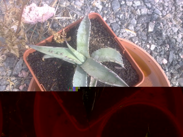 agave en cour identification