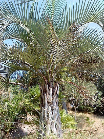 butia yatay.jpg