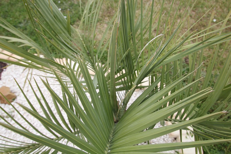 Le butia pousse bien et me sort déja 2 palmes et ici une belle lance compacte.