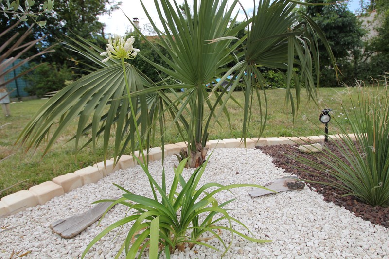 Floraison de l'Agapanthe et en arrière plan le Sabal Causarium qui lui pousse très lentement.