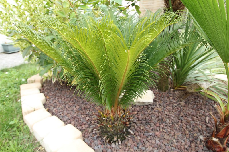 Le Cycas Revoluta ma sorti sa belle couronne après défoliation quasi totale cet hiver.