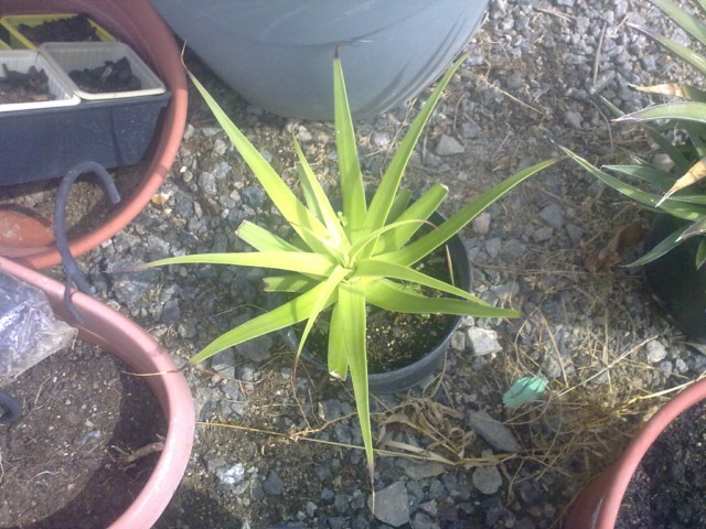 agave brateosa