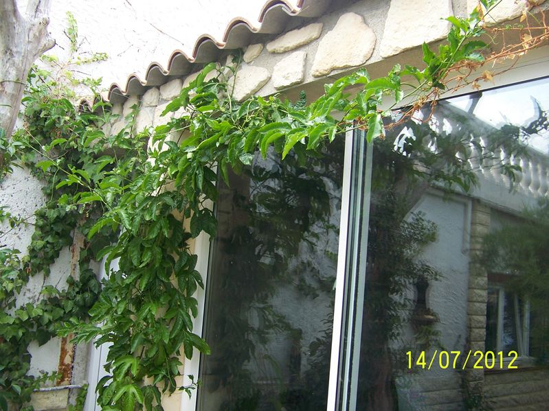 Meta la edulis va tres bien elle pousse enormement (de nombreuses liannes de 3m) et a beaucoup fleurit mais ne donne pas de fruits malheureusement