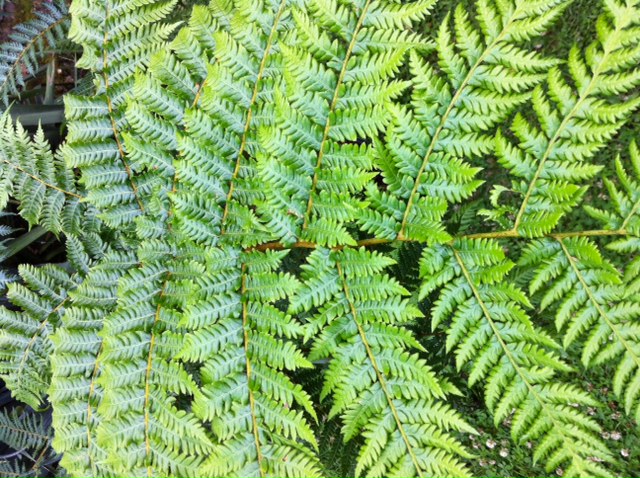 Cyathea3.JPG