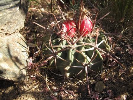 Echinocactus texensis, fruit.jpg