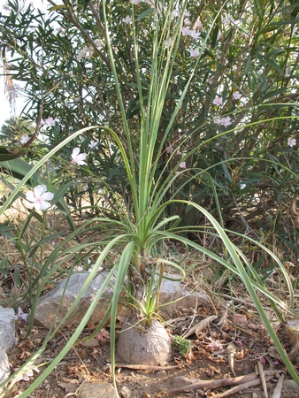 Beaucarnea stricta 2012.jpg