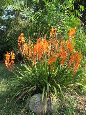 Watsonia hybride.jpg