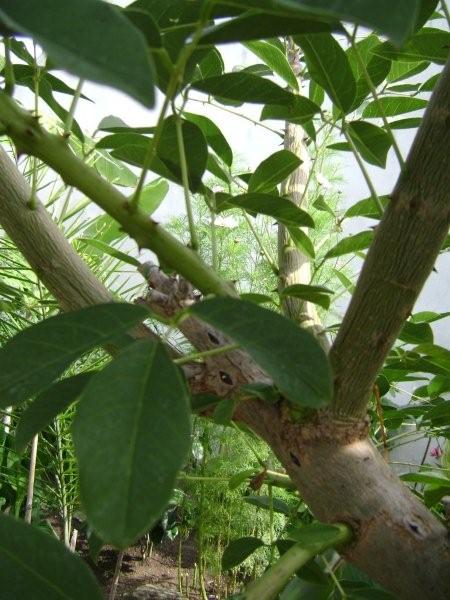 Nouveaux départs des branches sur vieux bois