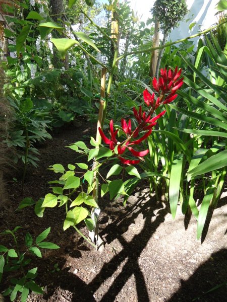 DSC00793 Erythrina X bidwillii.jpg
