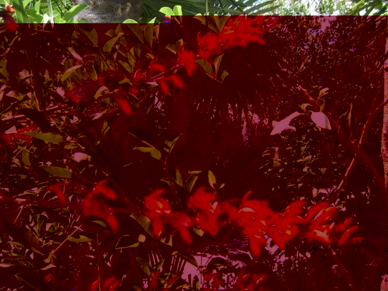 Floraison