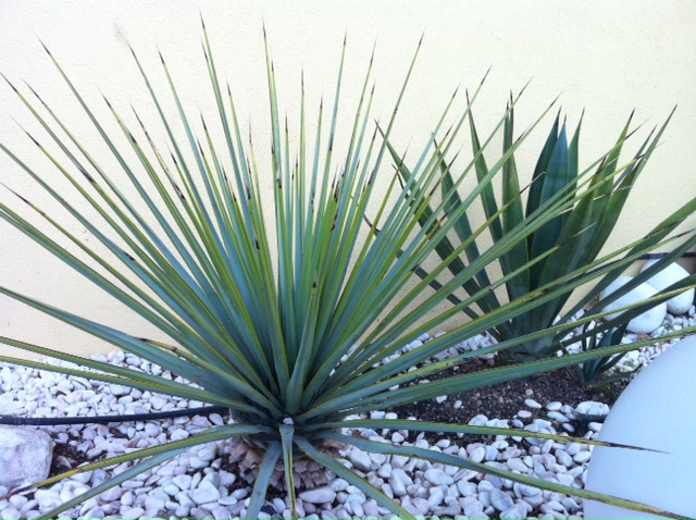 Yucca identification.JPG