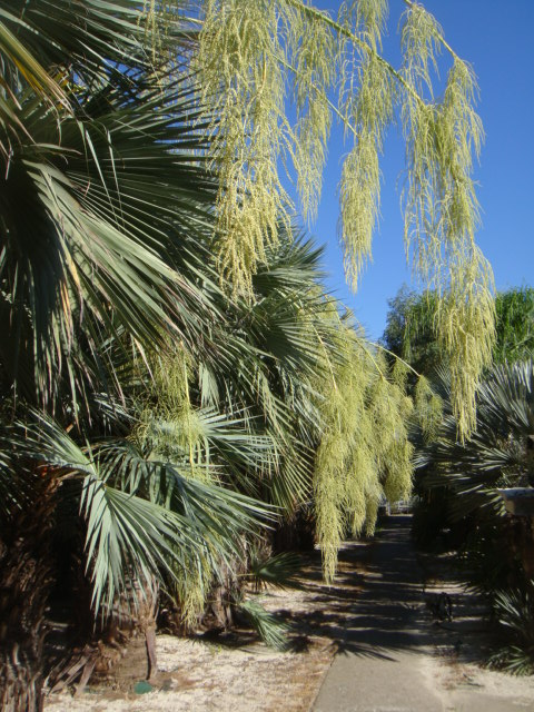 caryota 005.jpg
