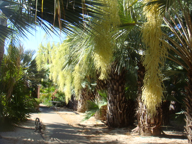 caryota 006.jpg