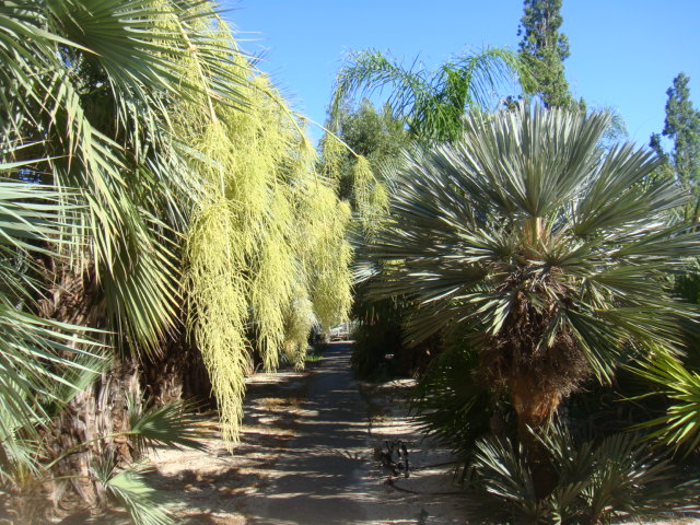 caryota 007.jpg