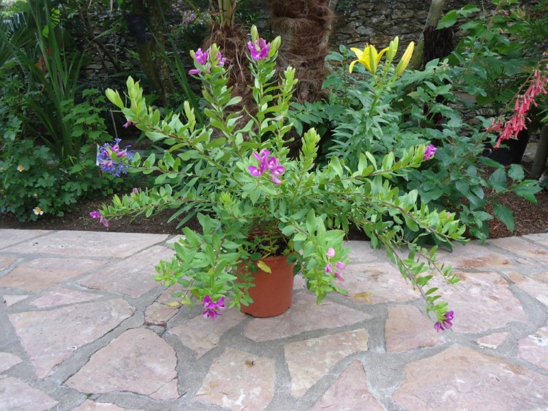 DSC00794 Polygala mirtyfolia.jpg