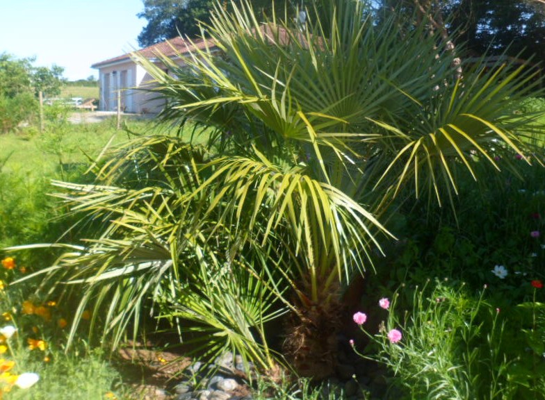 chamaerops humilis planté en février 2012