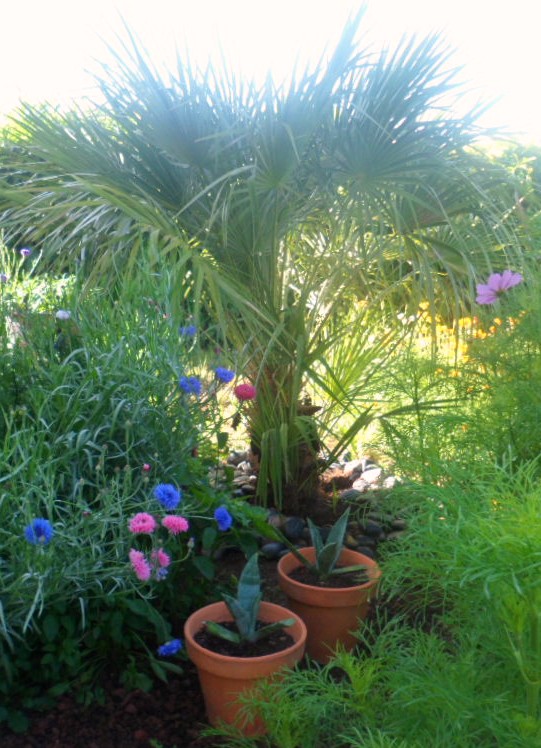 Chamaerops humilis encore et toujours!!!