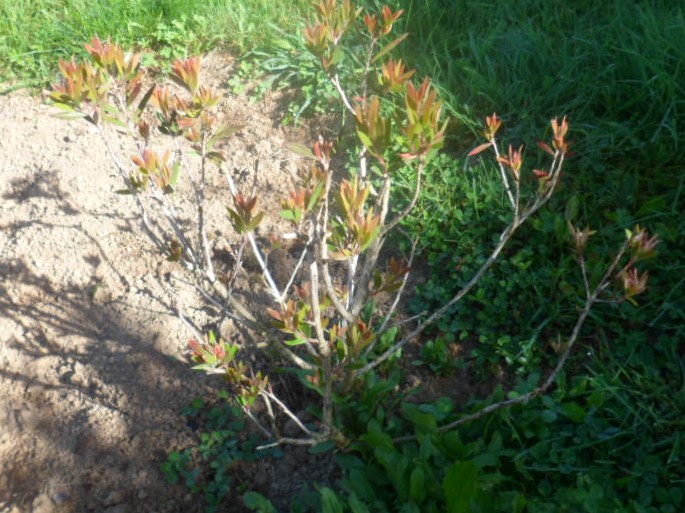 callistemon salignus