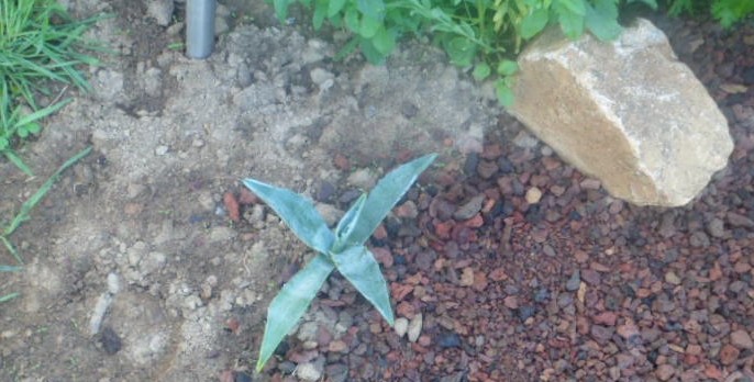 Agave americana