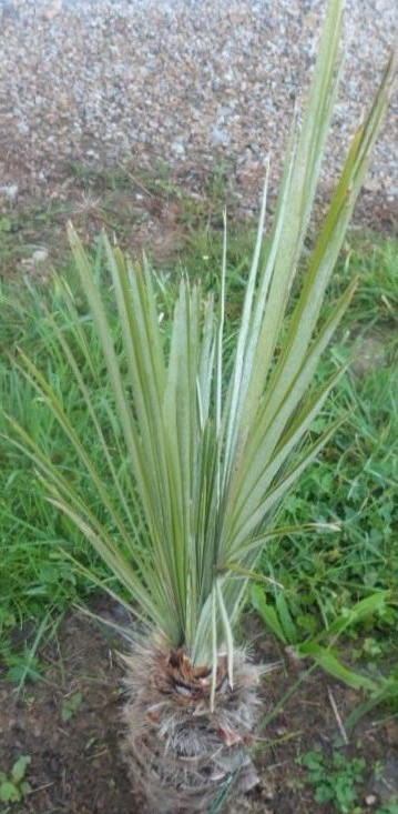 chamaerops humilis cerifera