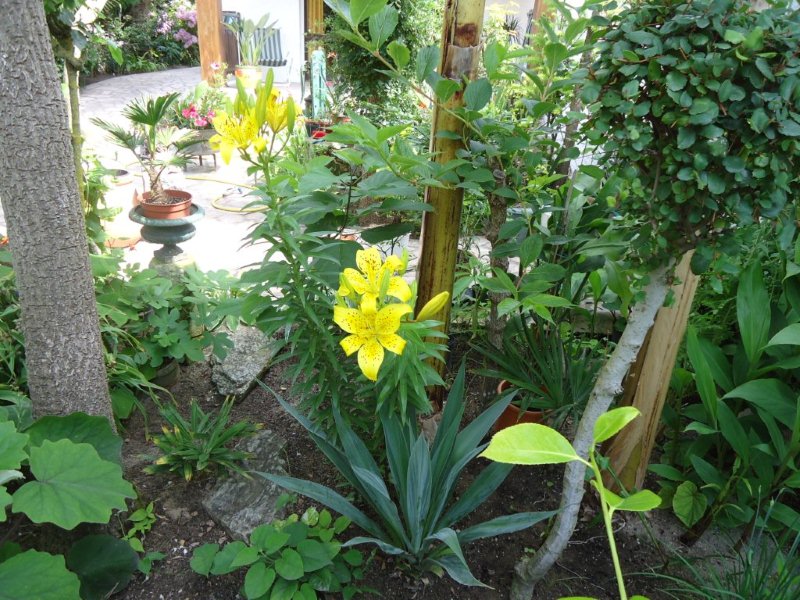 DSC00808.jpg