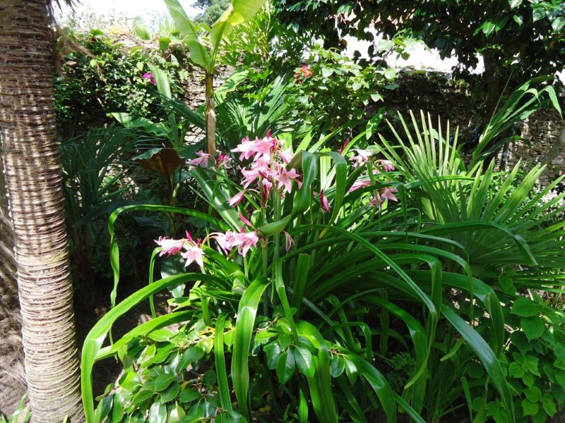 DSC00803 Crinum powellii.jpg