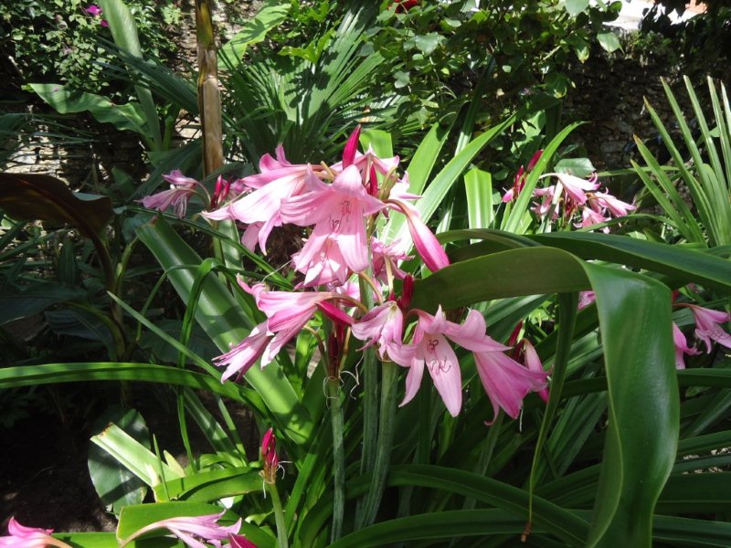 DSC00804 Crinum powellii.jpg