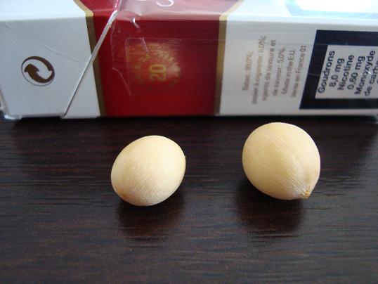 chamaerops2.jpg