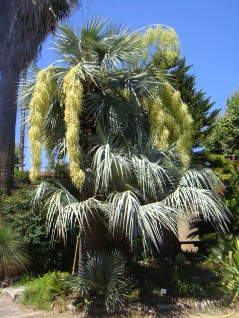 caryota 011.jpg