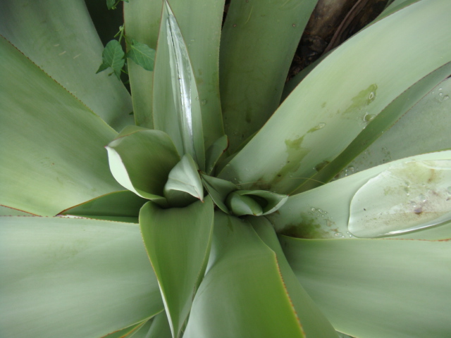 caryota 017.jpg