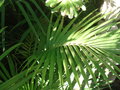 Archontophoenix Purpurea