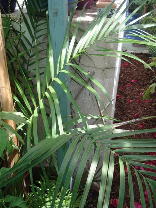 Chamedorea Radicalis