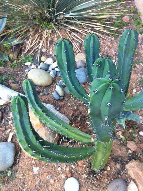cactusacarry.JPG