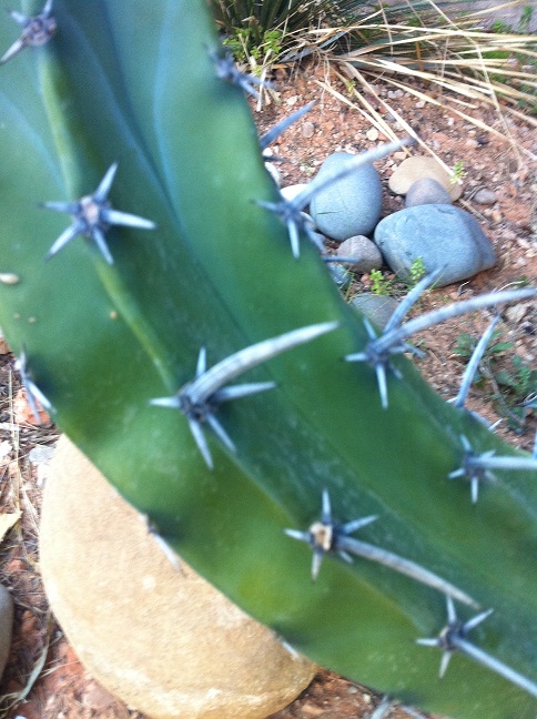 carrycactus.JPG