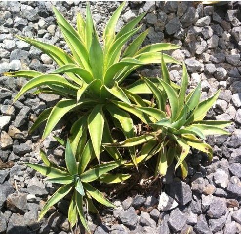 Agaves.JPG