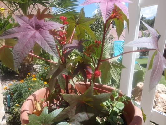 DSC02976 (530x398).jpg