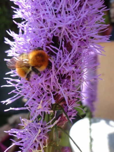 DSC02978 (398x530).jpg