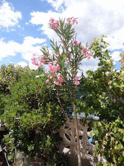 DSC03000 (398x530).jpg