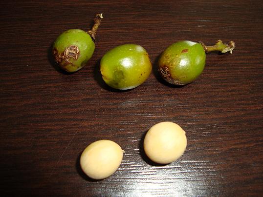 chamaerops1.jpg