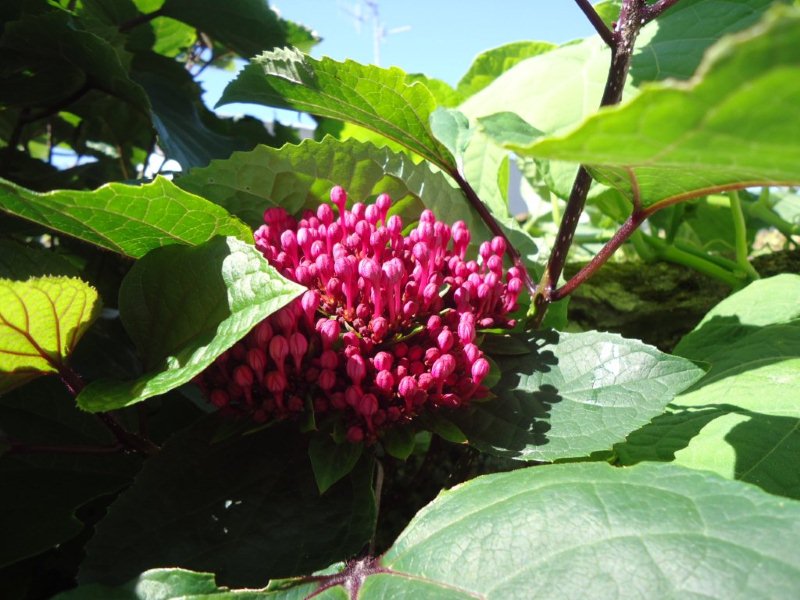 DSC00815 Clerodendron bungeï en boutons.jpg