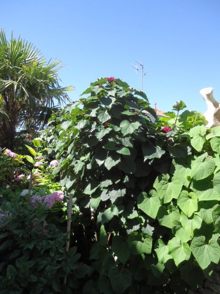 DSC00814 Clerodendron bungeï.jpg