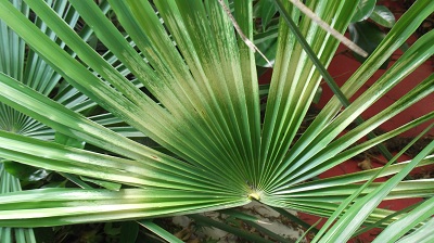 DSCF1117.JPG