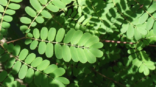 Caesalpinia japonica a résisté aux -20 et part à l'assaut du'un magnolia grandiflora!<br />Help!