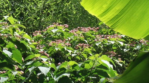 DSCF1065.JPG