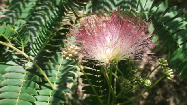 DSCF1105.JPG