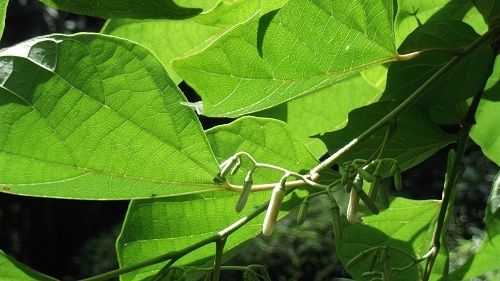 DSCF1007.JPG